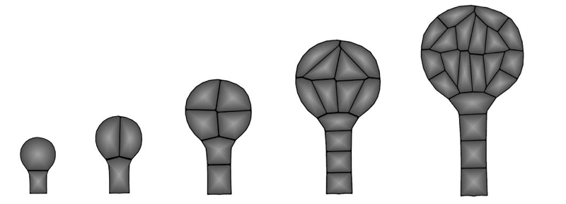 2D simulation of a growing Arabidopsis embryo with cell division. Specific division rules are required for correct patterning at several key stages.