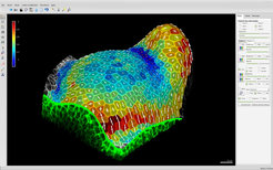 Principal directions of growth and areal expansion of cells in a tomato shoot apex, extracted from time-lapse confocal microscopy data from Kierzkowski et al. 2012, Science.