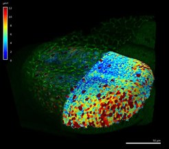 Cells from the surface of an imaginal wing disc of Drosophila, colored by area. The peripodial membrane (green) was digitally removed from the confocal stack in MorphoGraphX prior to surface extraction. Data from Aegerter-Wilmsen et al. 2012, Development.