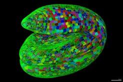 Full 3D segmentation of an Arabidopsis thaliana mature embryo. Cells colored by ID. Data from Bassel et al. 2014, PNAS.