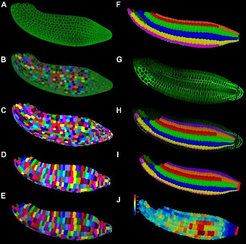Workflow of 3D segmentation and cell classification in an Arabidopsis thaliana mature embryo. Published in Bassel et al. 2014, PNAS