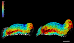 Side views of a growing tomato shoot apex, over 11h time interval. Cells colored by areal expansion. Data from Kierzkowski et al. 2012, Science.
