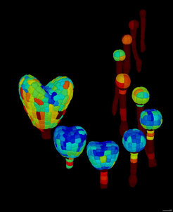 Full 3D segmentation of Arabidopsis thaliana embryos at different developmental stages. Cells colored by volume. Published in Yoshida et al. 2014, Developmental cell.