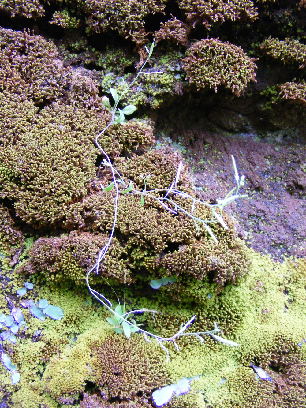 Arabidopsis thaliana plant growing in the Cape Verde Islands