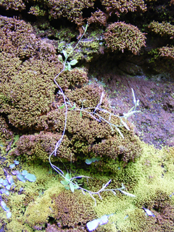 Arabidopsis thaliana plant growing in the Cape Verde Islands