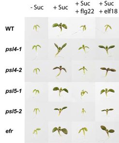 Abb.1: Die Anwesenheit mikrobieller Oberflächenmuster aktiviert in der Modellpflanze Arabidopsis thaliana stereotype Immunantworten.