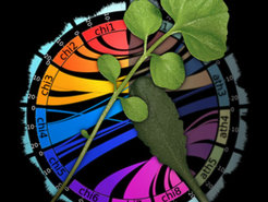 Assembly and analysis of the hairy bittercress (Cardamine hirsuta) genome sequence identifies the prevalent role of transcription factors and tandem gene duplicates in morphological evolution, and provides a valuable genetic resource for comparative studies with thale cress (Arabidopsis thaliana)and other crucifers.