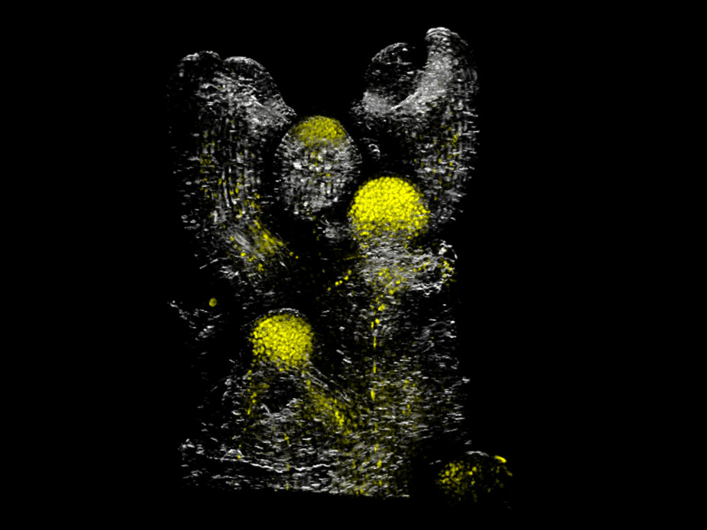 Pattern of expression of SPL15 protein in the inflorescence.
SPL15 protein is fused to the VENUS fluorescent protein is expressed from the SPL15 promoter and visualized by confocal microscopy.