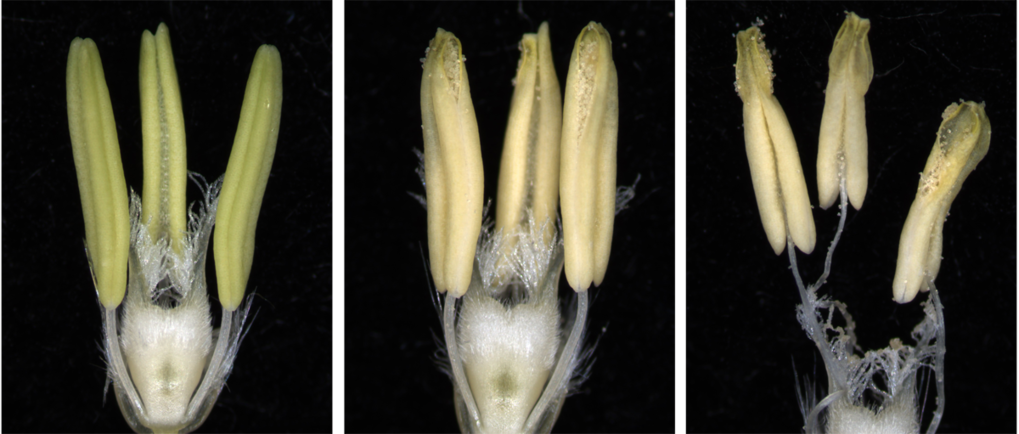 Barley florets before anthesis and during synchronized maturation of reproductive organs. Anther dehiscence coincides with the beginning of stamen filament elongation. By the time stamens reach maximum length pistil self-pollination has occurred.