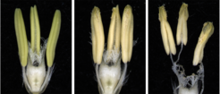 Barley florets before anthesis and during synchronized maturation of reproductive organs. Anther dehiscence coincides with the beginning of stamen filament elongation. By the time stamens reach maximum length pistil self-pollination has occurred.