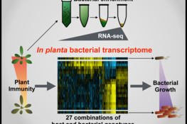 <p>Revealing the intricacy of plant-bacteria interactions</p>