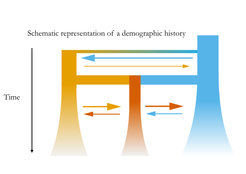 Genetic drift and gene flow are major determinant of neutral genetic diversity