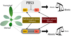 PBS3 protects young rosette leaves from ABA-mediated immune suppression, tilting the scales in the direction of enhanced pathogen resistance. In older leaves, this effect is lost, and immunity is dampened.