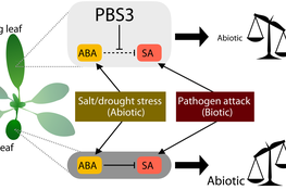 Leaf age determines the division of labor in plant stress responses