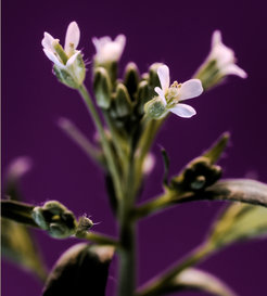 Arabidopsis thaliana