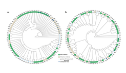 Improvement of consensus Brassicaceae phylogeny by Nikolov et al: a. Phylogeny before the current study. b. Phylogeny as resolved in this study. One third of the samples were obtained from herbarium material (brown). Dark blue dot: the 16 taxa with previously ambiguous position or previously unassigned to a tribe. Light blue dot: Species with sequenced genomes.
