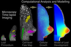 Using microscopy and computer analysis, researchers can follow the development of a leaf in detail.