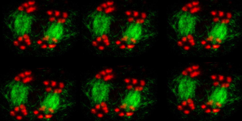 Chromosomenbiologie