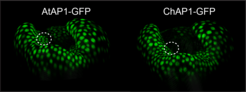 Regulatory divergence in the APETALA1 (AP1) MADS-box transcription factor contributes to the species-specific difference in petal number robustness between A. thaliana and C. hirsuta. When swapped into C. hirsuta, the A. thaliana copy of AP1 (AtAP1-GFP) expresses in a larger domain of cells in the petal whorl than C. hirsuta AP1 (ChAP1-GFP, dashed circles),resulting in robust petal number.
