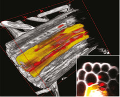 A passage cell and associated “hub” expression pattern in Arabidopsis thaliana.
Cell outlines are seen in grey, suberized endodermal cells in yellow. The red colour depicts expression of a gene that is present in the vasculature, but spreads into the passage cell and surrounding cells in the outer cortex layer. The insert shows a cross section of the root in the place of the passage cell.