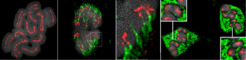 Von links nach rechts: Rhynchospora pubera, 1- Mitotische Chromosomen mit linienförmigen Holozentromeren, 2- meiotische Anaphase I mit Trennung der Schwesterchromatiden meiotische Anaphase I zeigt die Trennung von Schwesterchromatiden mit restrukturierten Cluster-Zentromeren, 3- vergrößerte Ansicht von 2, 4- meiotischer Metaphase II mit verschobener Trennung der homologen Chromatiden. Chromatiden (grau), CENH3 (rot), Tubulin (grün).