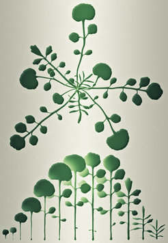 Successively produced rosette leaves of hairy bittercress (Cardamine hirsuta) gradually change in morphology, a phenomenon known as heteroblasty and most clearly visible when the leaves are lined up in the order of emergence.