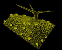 Figure 1. Microscopy image showing the arrangement of different cell types in the Arabidopsis leaf epidermis. Cell outlines are shown in yellow (MYR-YFP marker), and cell nuclei are shown in magenta (H2B-RFP marker). In this image, stomata cells appear scattered throughout the epidermis (small, yellow, ellipsoid-shaped cell pairs), and a large trichome emerging from the epidermis is visible. The undulating cells are pavement cells. In our group, we are studying the nature of the dynamic principles that drive the formation of these cellular patterns.