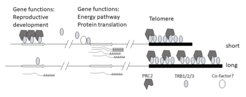 Model of coordination between epigenetic repression, energy pathway regulation and telomeres. Three TRB family proteins bind telomeric repeats and contribute to protect telomeres from degradation. PRC2 may be recruited to telomeres through direct interaction with TRBs, although the function of PcG at telomeres is controversial. Binding of TRBs at the transcription start site of energy pathway genes contributes to maintaining high expression level at these targets. In contrast, TRB binding across H3K27me3 target regions participates in epigenetic repression though PRC2 recruitment. Floral genes are particularly dependent on TRBs for repression. Individual cells can show variation in telomere length, i.e. because their cell lineage has undergone a variant number of cell divisions. It is possible, that competition between TRB binding regions contributes to a coordination of epigenetically controlled developmental processes and metabolism.