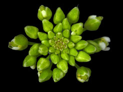 Inflorescence of Arabidopsis thaliana illustrating the continuous formation of floral primordia after the floral transition.