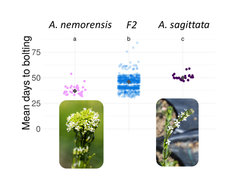 A. nemorensis and A. sagittata differ in bolting time by almost 20 days in outdoor common garden conditions. Preliminary data shows that this difference is due to some large effect QTL. It is the goal of this PhD to fine map this QTL and determine the ecological impact of this variation.