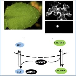 Top left: Arabidopsis thaliana rosette leaf with trichomes. Top right: MYC1 is localized in the whole cell (top picture) and only in the nucleus when co-expressed with TRY (bottom picture). Bottom scheme: MYC1 triggers nuclear import of TRY and nuclear export of GL1.
