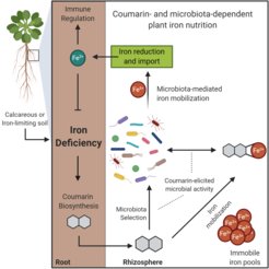 In iron-limiting soils, plants activate an iron-deficiency response that includes production and secretion of coumarins. These compounds alter the composition of the root microbiota and elicit a microbial activity that rescues plant iron nutrition, improving plant growth.