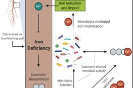 <p>Hungry plants rely on their associated bacteria to mobilise unavailable iron</p>