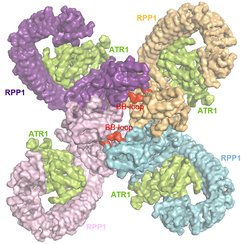 Figure 1. The RPP1 resistosome: a top view of the cryo-EM structure. Tetrameric assembly of the RPP1 resistosome shown from the surface. The four RPP1 monomers are labeled and shown in different colors: ATR1 is shown in green; BB-loops that mediate formation of the asymmetric RPP1 TIR dimers are labeled and shown in red.