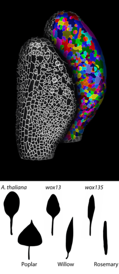 Top left confocal micrograph of a growing leaf primordium of an A. thaliana transgenic plant, harbouring a plasma membrane-localised fluorescent protein. The light signal is projected on the surface of the leaf allowing visualization of cell outlines on a black background. Top right the same image segmented to individual cells comprising the primordium. Bottom: leaf silhouettes of A. thaliana wild type and wox mutants together with leaf silhouettes of three other plant species differing in their leaf width.