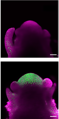 Konfokale Bilder von Arabidopsis-Apizes zeigen APETALA2-Protein (grün) im Wildtyp (oben) und in einer mir172abd-Mutante (unten), die in langen Tagen wachsen. MIR172-Gene sind erforderlich, um den AP2-Spiegel zu reduzieren.