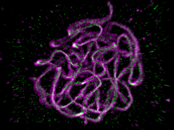 The synaptonemal complex (green) connect the two homologous chromosomes (purple). The organisation of the synaptonemal complex is revealed with super-resolution microscopy.