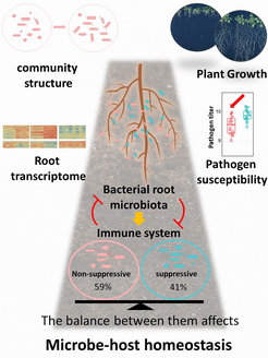 Fig. 1. Coordination of microbe-host homeostasis by crosstalk with plant innate immunity. Plants grown in soil are colonized by diverse microbes collectively known as the microbiota. Non-suppressive (red) and suppressive microbiota members (blue) exhibit contrasting capacities to modulate plant immune responses. Their combined interactions have multifaceted impacts on community structure, plant growth, expression of root genes and disease susceptibility to pathogens.