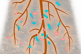 Plant-microbe homeostasis: a delicate balancing act