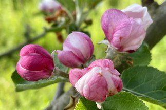 Bilder aus dem Schaugarten - Blüten