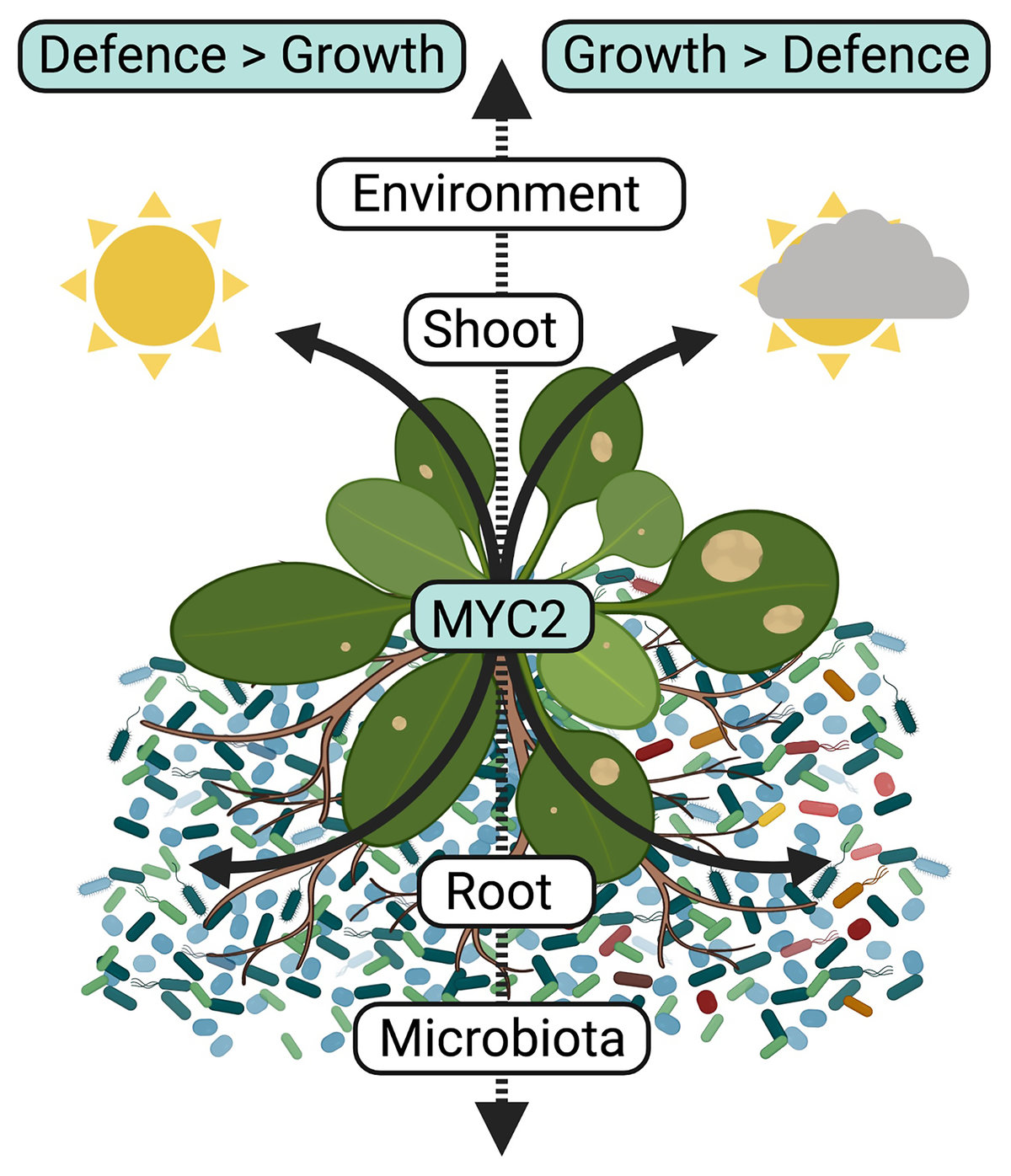 Plant pathogen evades immune system by targeting the microbiome