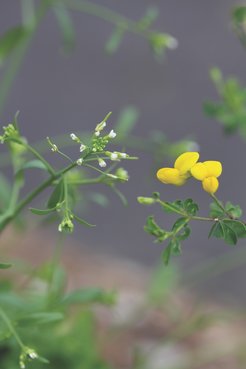 Depiction of model legume Lotus Japonicus and crucifer Arabidopsis Thaliana.