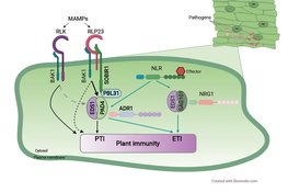 Ein <em>Arabidopsis</em>-Regulationsmodul zur Steuerung der Pathogenresistenz, ausgelöst durch Zelloberflächen- und intrazelluläre Rezeptoren<br /> 