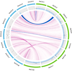Representation of the late-flowering introgression lines following hybridisation between annual Arabis montbretiana (Am) and perennial Arabis alpina (Aa). The dark-blue lines show the transposed regions from the perennial genome.