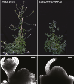 Flowering of the perennial species Arabis alpina (top left) is delayed when it expresses the MAR1 gene from annual Arabis montbretiana (top right). The microscopy images below show that the shoot apex of the A. alpina flowering plant produces flowers, whereas that of the transgenic plant produces leaves.