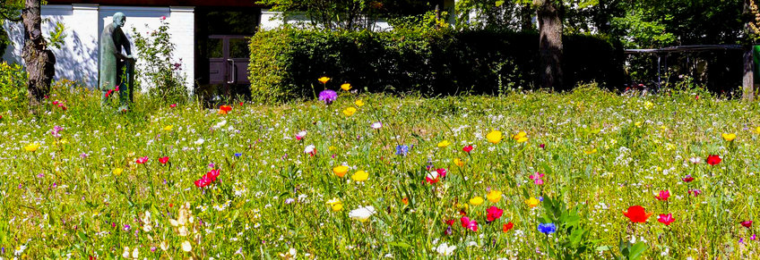 Ökologisch wertvoll - naturnahe Flächen am Max-Planck-Institut für Pflanzenzüchtungsforschung 