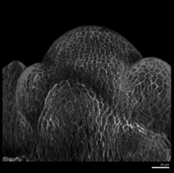 Confocal microscopy image of the Arabidopsis shoot apical meristem and its surrounding lateral organ primordia during the floral transition.