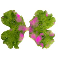 Bioluminescent Pseudomonas syringae pv. tomato DC3000 colonized on Marchantia thallus
