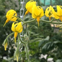 An inflorescence of the tomato relative, Solanum pimpinellifolium.