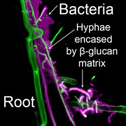 Fungal EPS matrix revealed by the fluorescently labelled β-glucan binding lectin SiWSC3-His-FITC488 during root colonization.